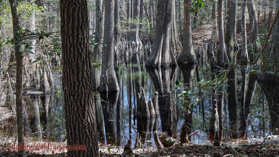 Tree trunks and their broad bases rise from still water, with reflections below.
