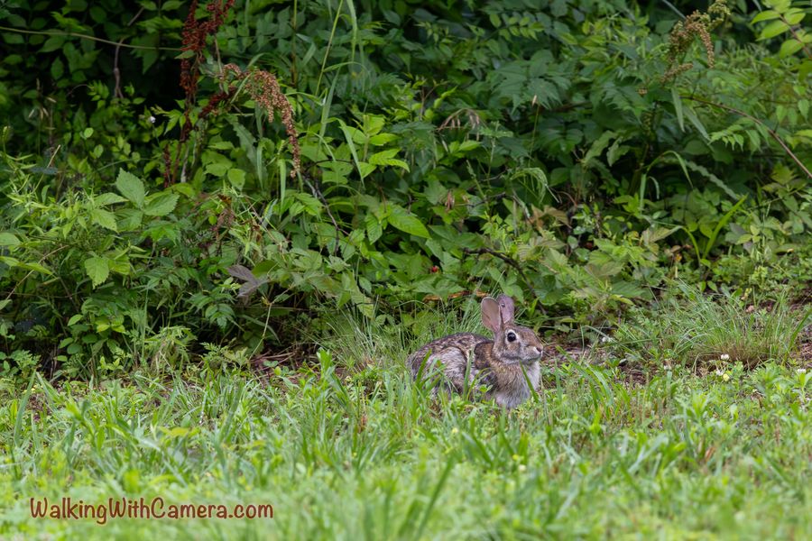 A rabbit sits low in the grass beside dense green shrubs.