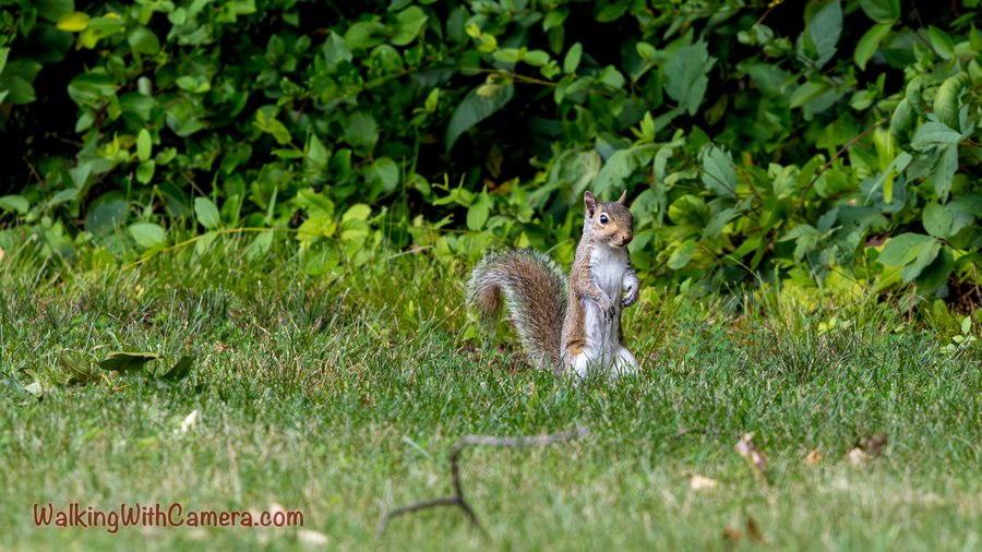 A squirrel stands upright at the edge of the grass with its tail curled behind it.