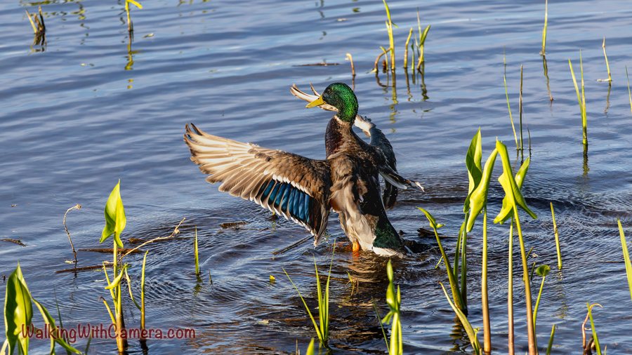 A male Mallard stands in shallow water with its wings open. Its green head, yellow bill, and blue wing patch stand out among emerging aquatic leaves.