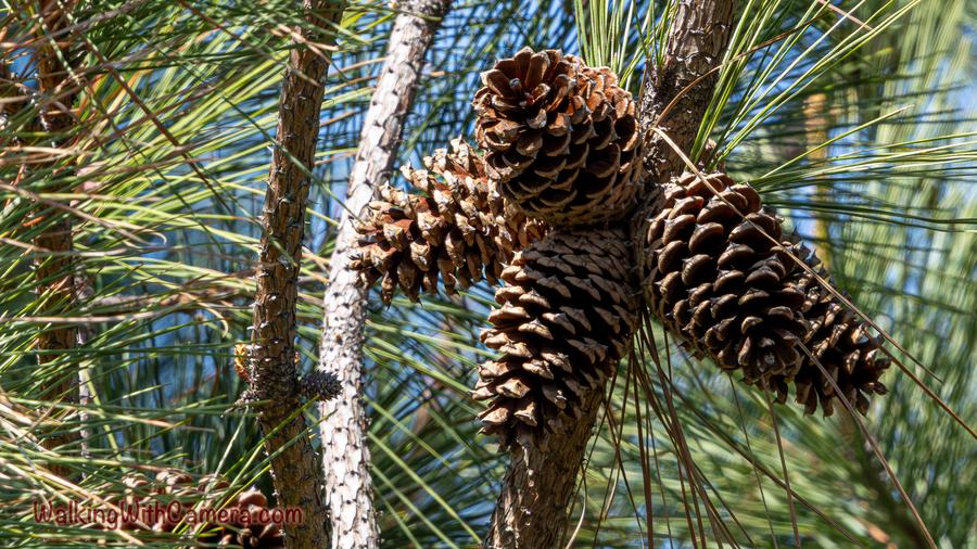 Several brown pine cones cluster among long green needles.