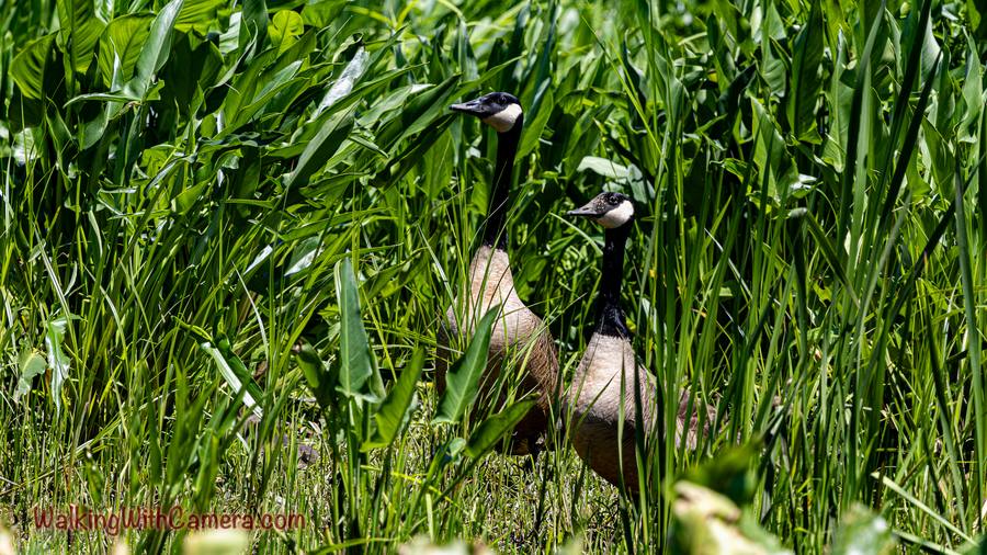 Two Canada Geese stand among tall green stems. Their black necks and pale cheek patches rise above the plants, with their brown bodies partly hidden.