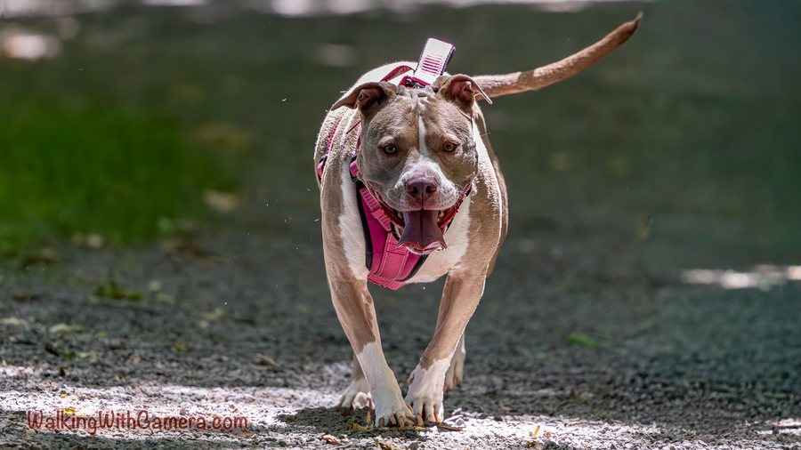 A dog in a bright pink harness approaches along a shaded path. One front paw is lifted, its mouth is open, and its tail reaches across the background.