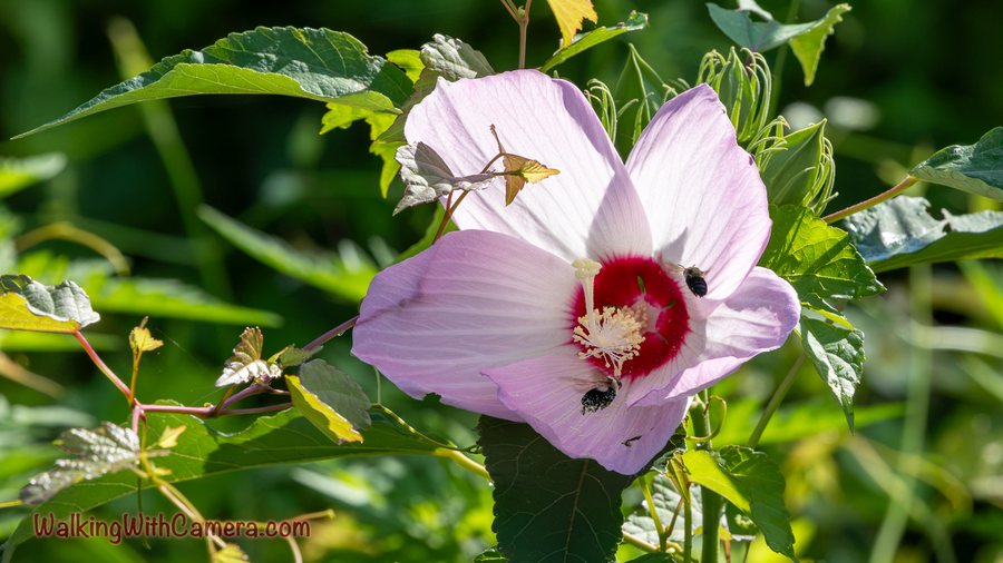 A pale pink flower opens around a dark red center. A small insect rests on one petal, while green buds and leaves surround the bloom.