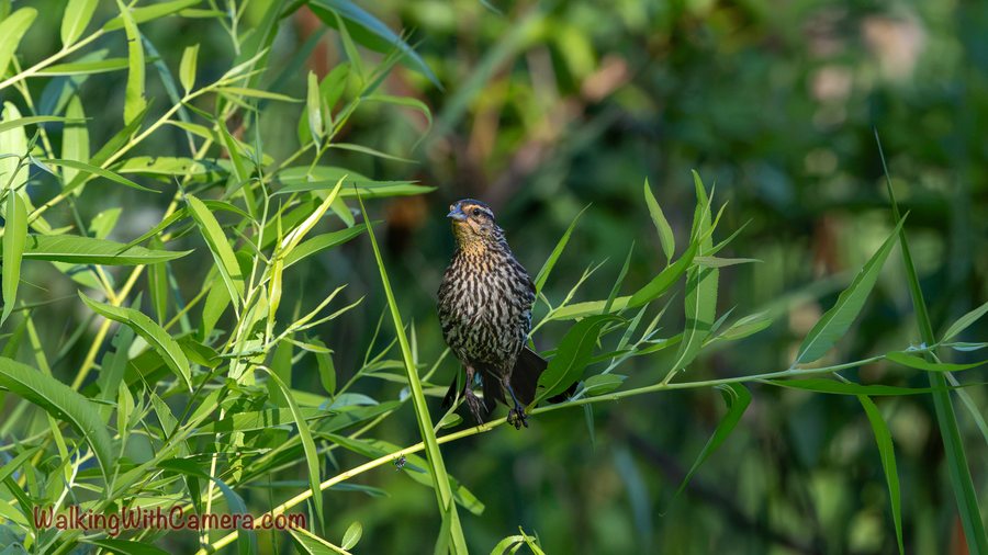 A streaked brown songbird perches on a thin green stem. Its head tilts upward among narrow leaves, with the vegetation filling the background.