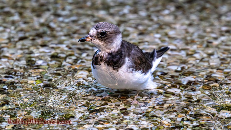 A black-and-white shorebird rests low among small pebbles. Its dark chest and pale belly contrast with the mottled gray ground.