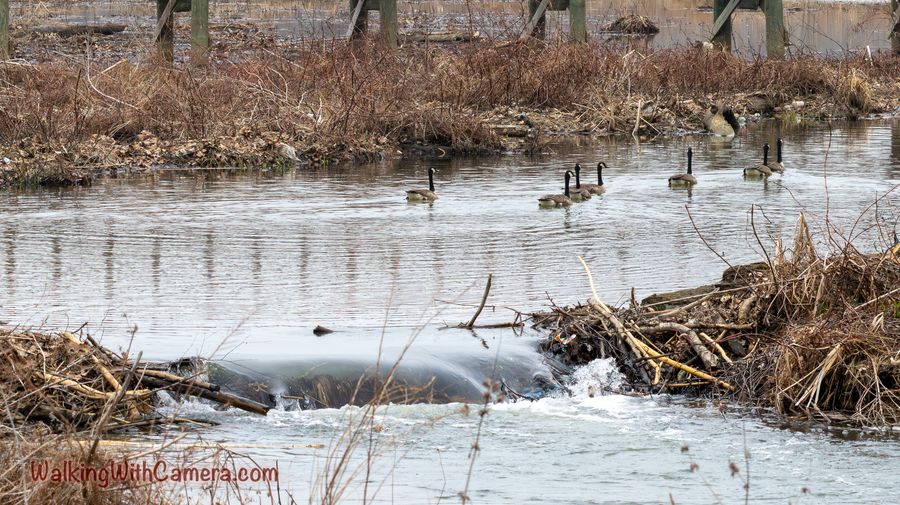 Several geese gather upstream from a small rush of water over a low obstruction.