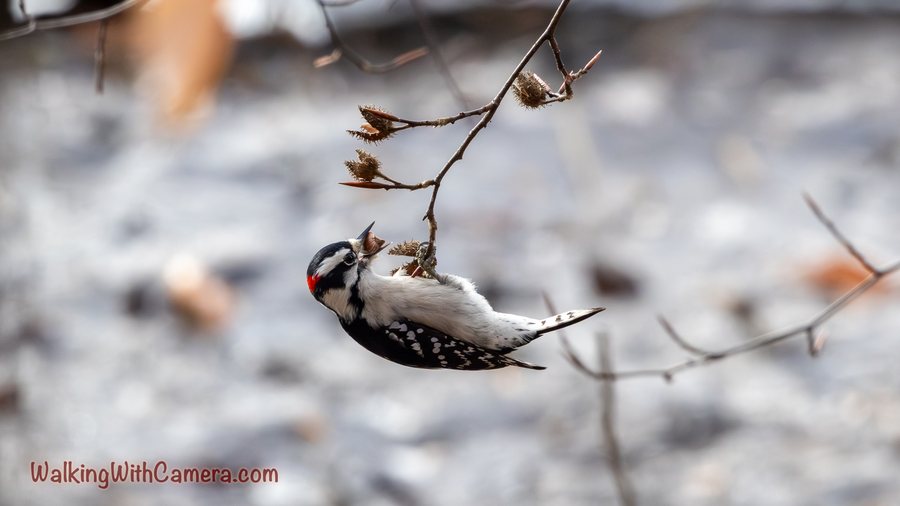 A Downy Woodpecker hangs beneath a thin twig. Its white belly, patterned wings, and small red patch stand out against the blurred winter background.
