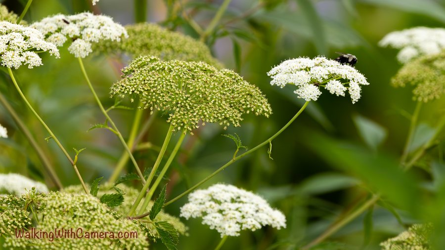 White flower clusters rise above green stems, with a dark insect on one bloom.