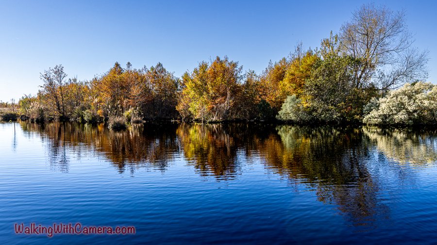 Autumn trees line a calm blue body of water. Their yellow and orange foliage is mirrored below, with gentle ripples crossing the reflections.
