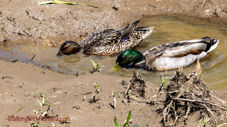 A male and female mallard swim together through shallow muddy water.