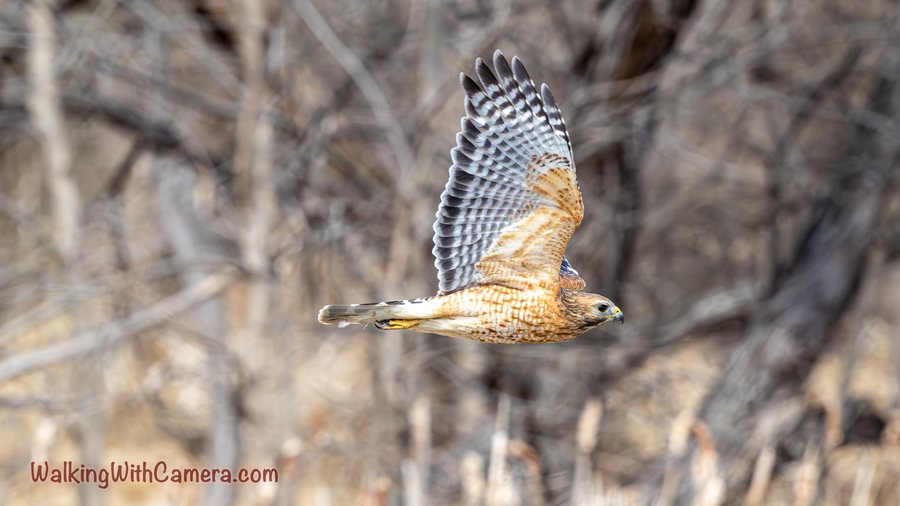 A hawk flies past leafless trees, showing its patterned wings and warm-colored underside. The bird is sharp against the soft tangle of branches behind it.