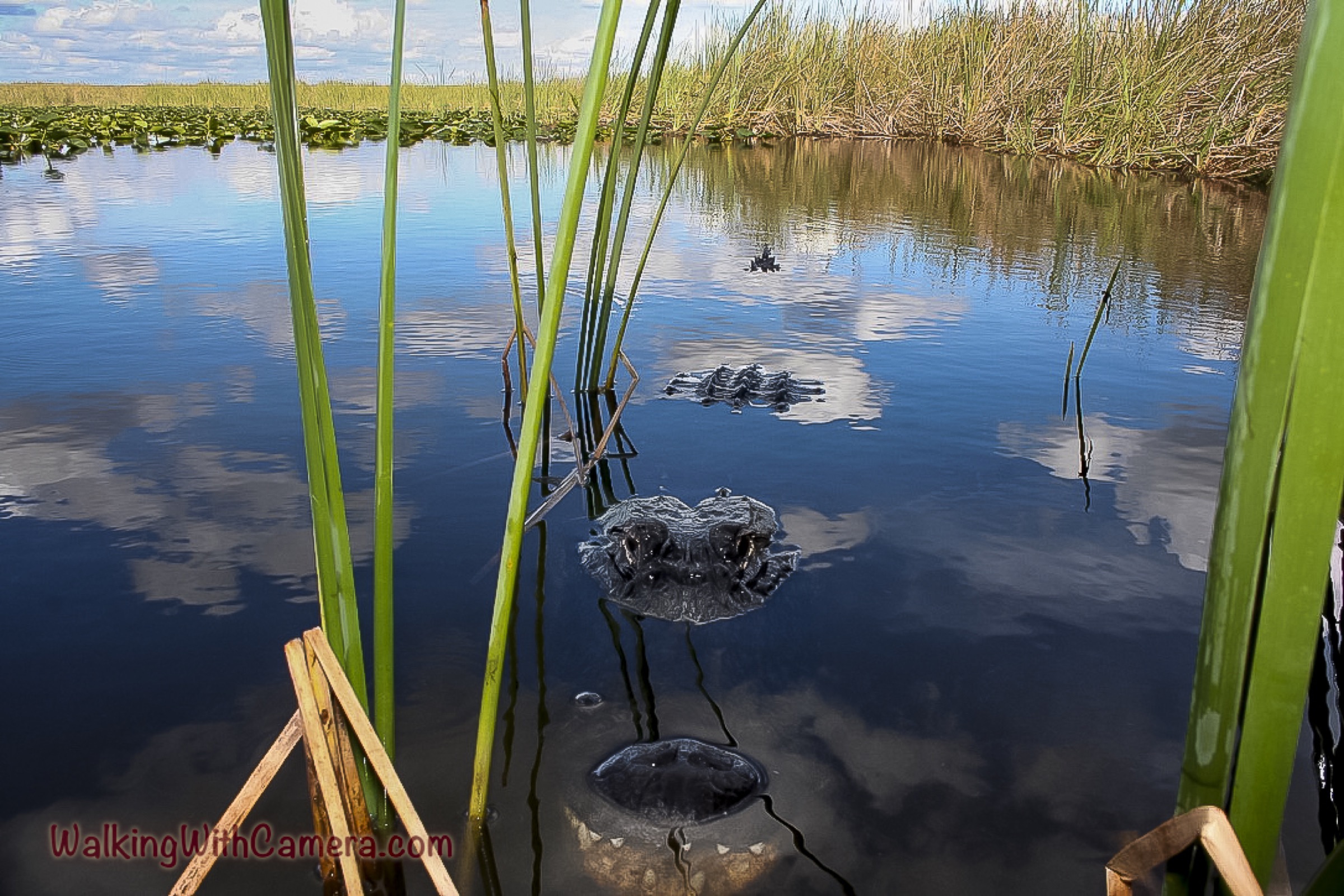 A quiet reflective water scene with reeds and soft light