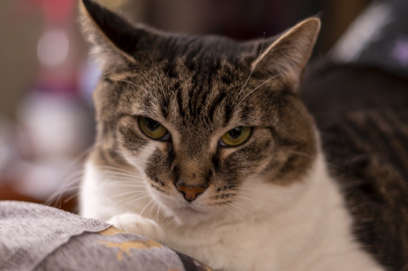 Pets & Companion Animals gallery