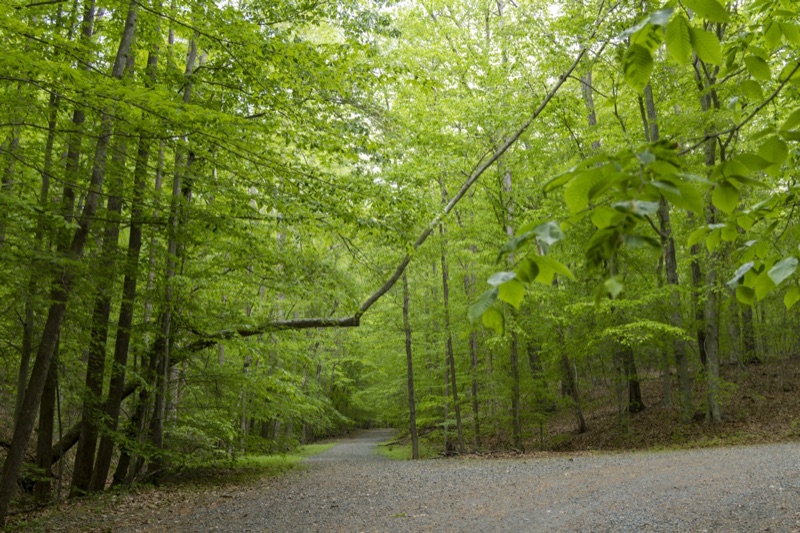Forests gallery