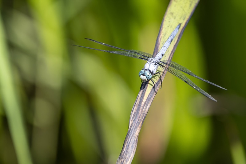 Dragonflies & Damselflies gallery