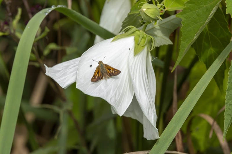 Plants & Fungi gallery