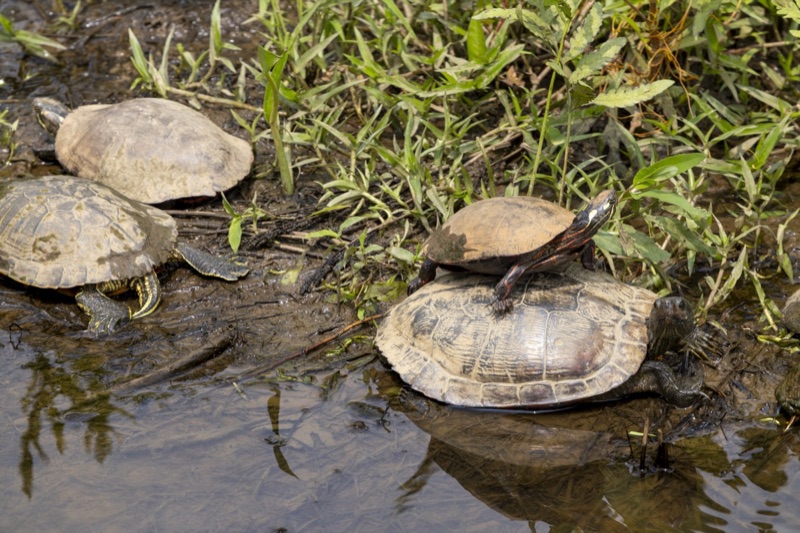 Reptiles & Amphibians gallery