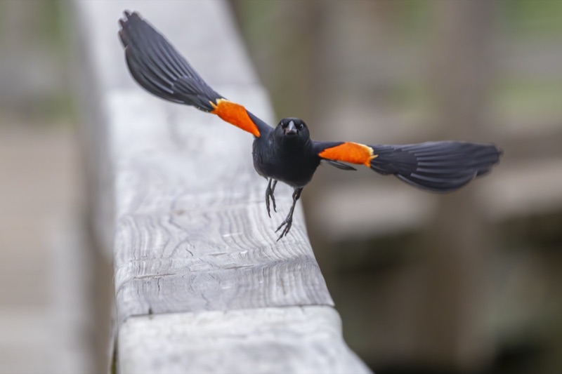 Birds gallery