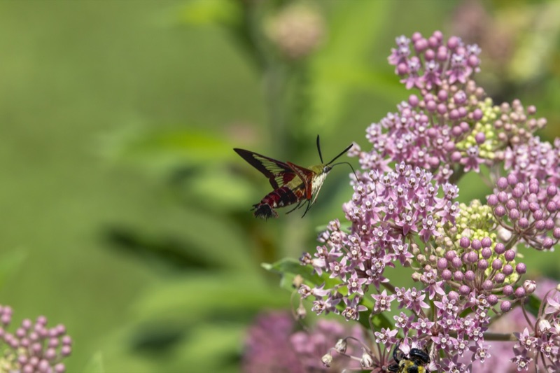 Insects & Invertebrates gallery