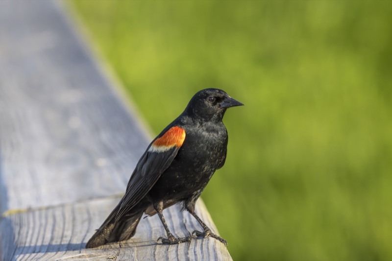 Songbirds gallery