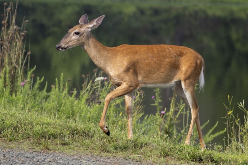 Deer gallery