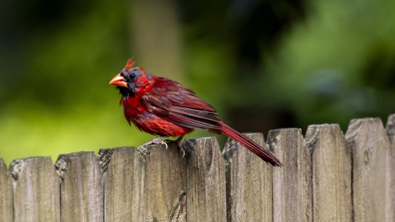Backyard Birds gallery