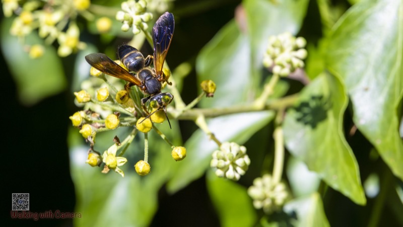 Bees & Wasps gallery