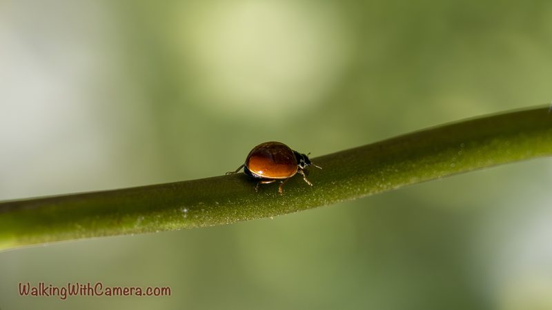 Beetles gallery