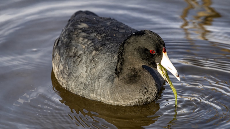Bird Behavior gallery