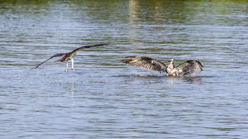 Birds in Flight gallery