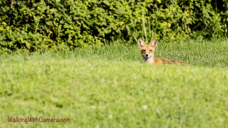 Foxes gallery