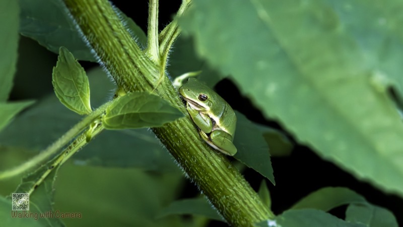 Frogs & Toads gallery