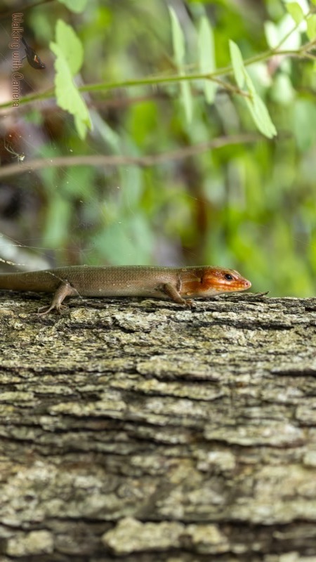 Lizards gallery
