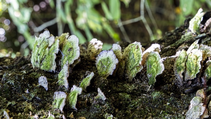 Mushrooms & Fungi gallery