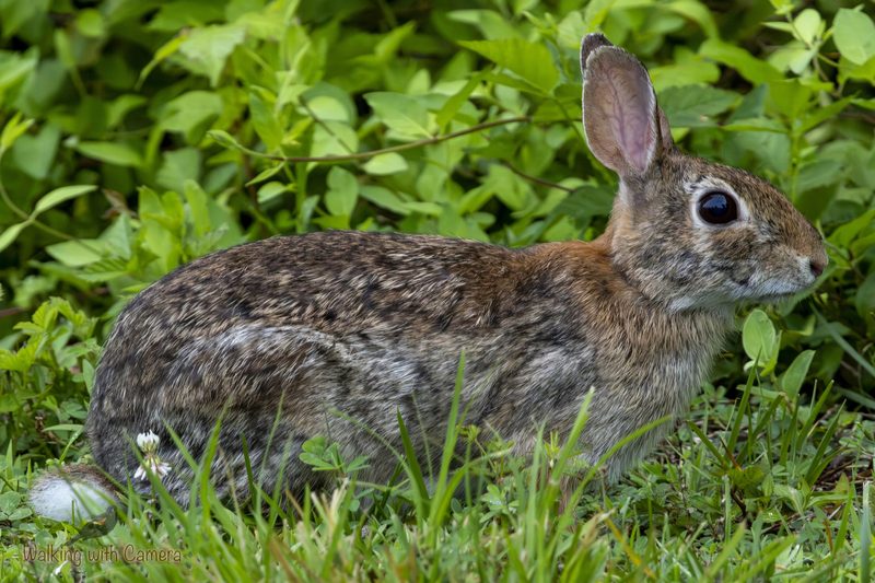 Rabbits gallery