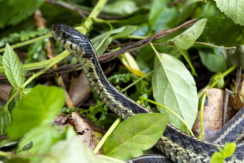 Snakes gallery