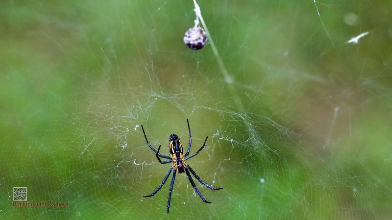 Spiders gallery