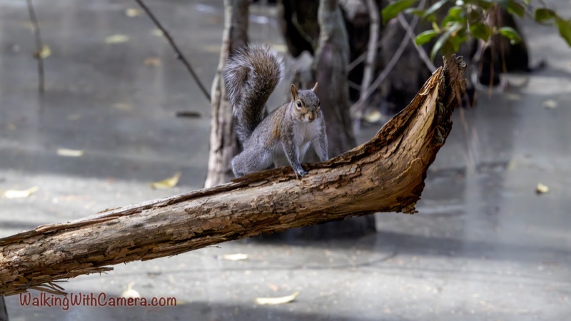 Squirrels gallery