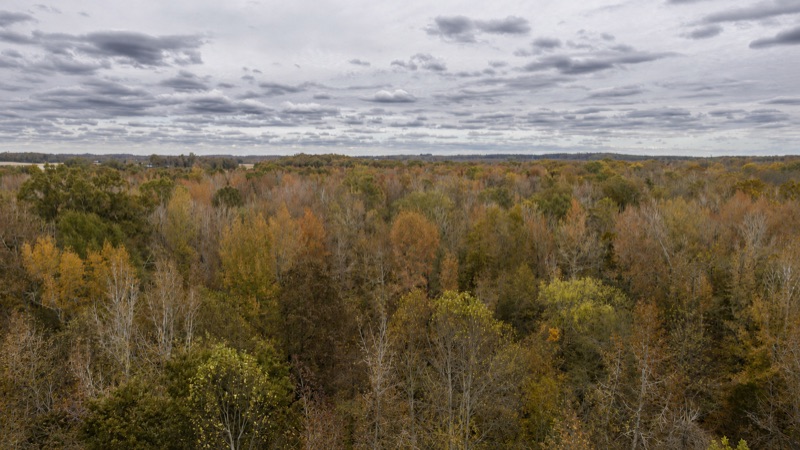Trees & Leaves gallery