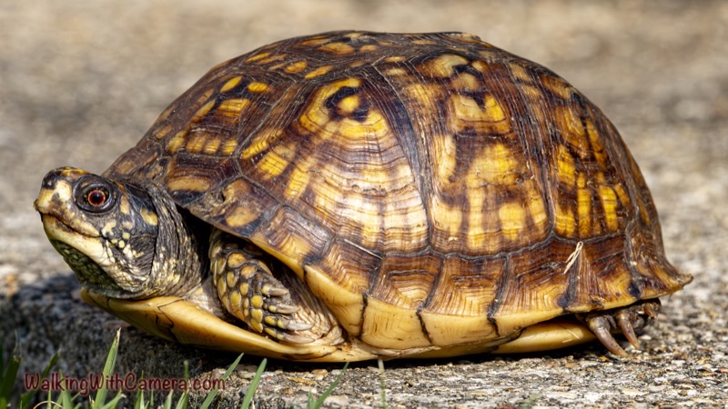 Turtles gallery