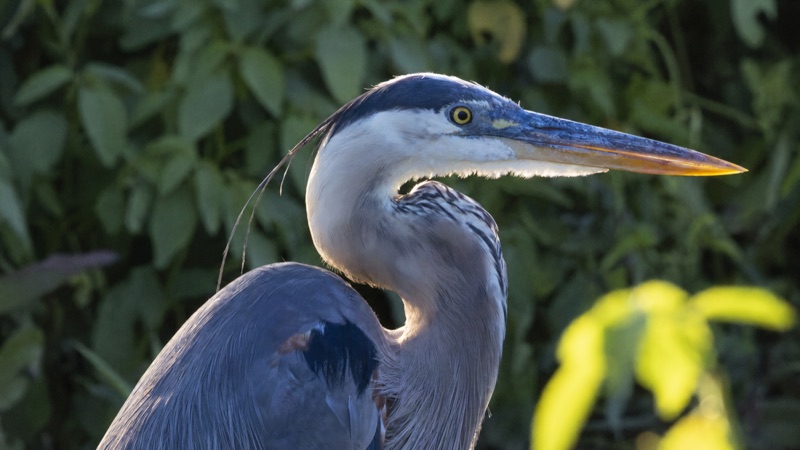 Wading Birds gallery