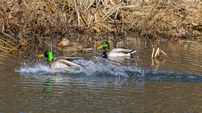 Waterfowl gallery