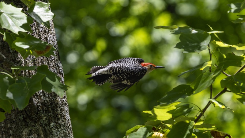 Woodpeckers gallery