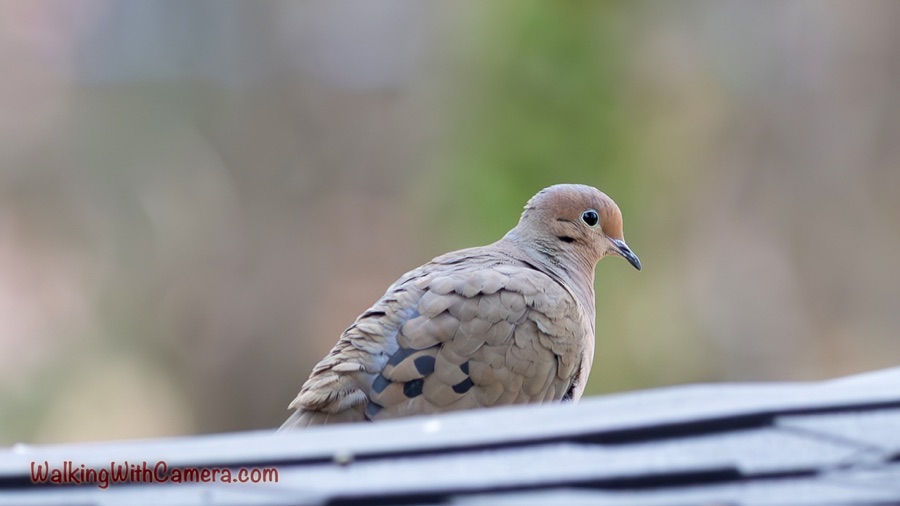 A mourning dove looks back while perched on a pale roof edge against a softly blurred background.