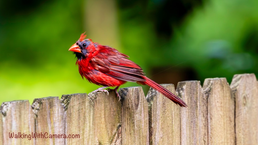 A bright red male northern cardinal with a raised crest perches on a weathered wooden fence against a blurred green background.