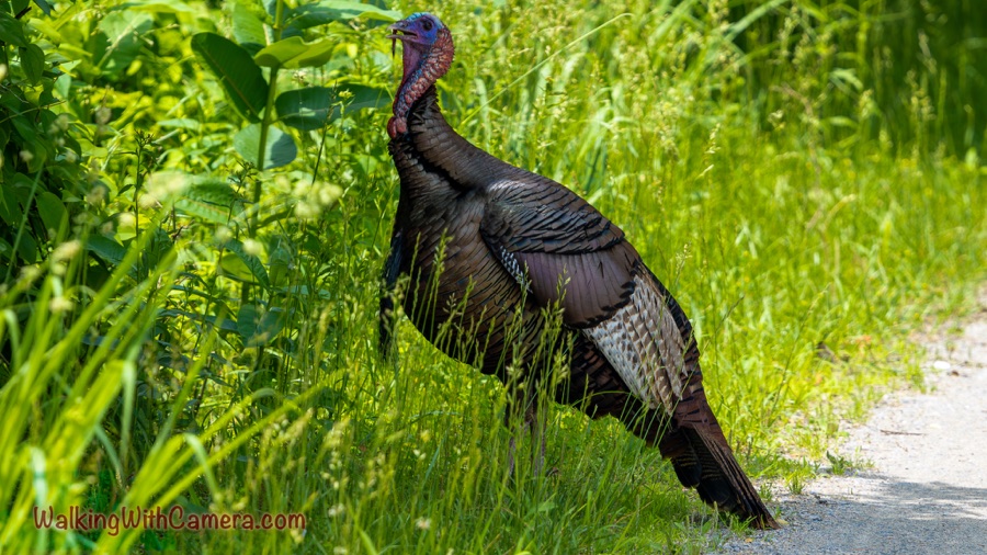 A wild turkey stands among dense green plants beside a pale gravel path, its dark body and iridescent reddish-blue head visible.