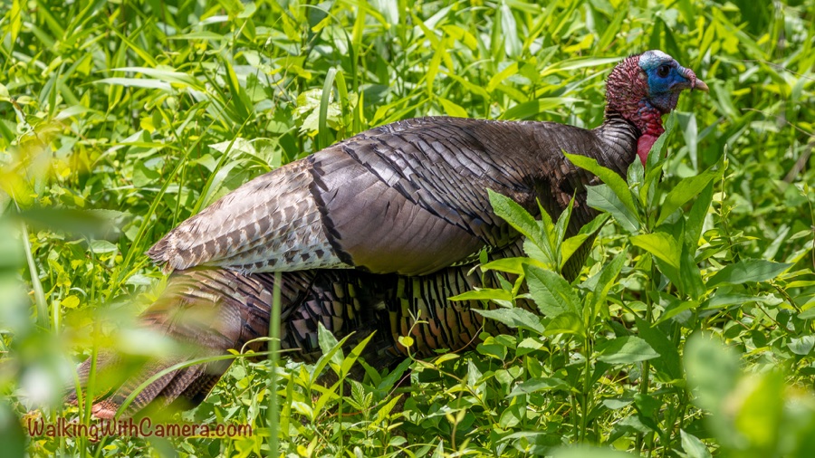 A wild turkey fills the frame in profile among leafy green plants, showing layered dark feathers, a barred tail, and a reddish-blue head.