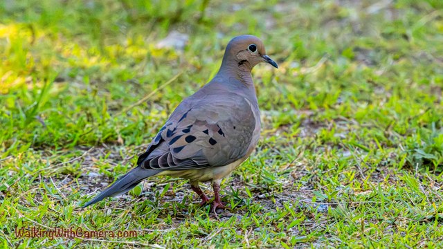 A Mourning Dove stands in short grass with its head turned to the side. Black wing spots and a long pointed tail show against its soft brown-gray feathers.