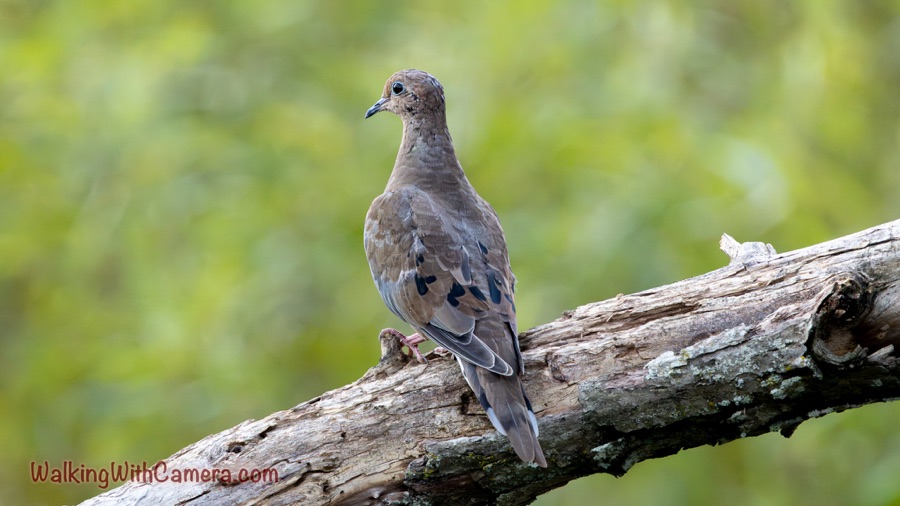 Dove On A Fallen Limb 🕊️